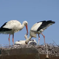 Le Parc des Cigognes et des Loutres en Alsace DR