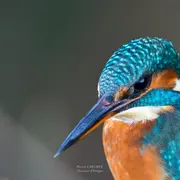 Rencontre artiste : Pierre Laborde