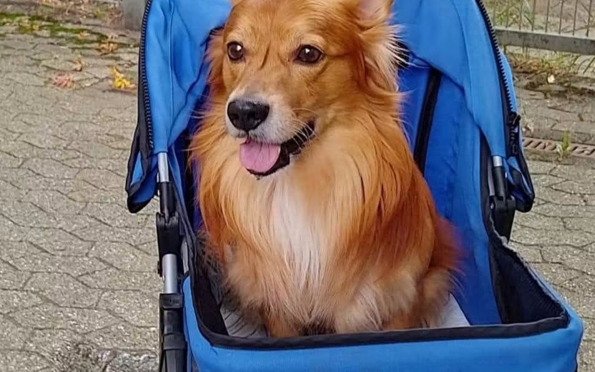 Brutus, le chien qui donne de l’espoir.