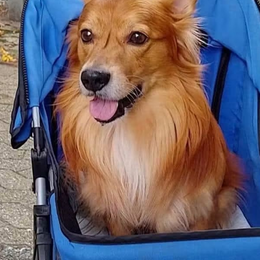 Rencontre autour de Brutus, chien plein d’espoir