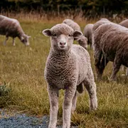 Rencontre avec Jade, bergère dans le lot
