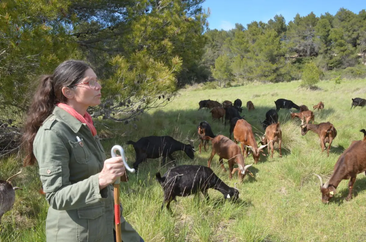 Rencontre avec la boucabelle : au rythme des troupeau, immersion pastorale