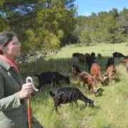 Rencontre avec la boucabelle : au rythme des troupeau, immersion pastorale
