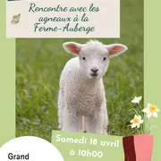 Rencontre avec les agneaux à la Ferme-Auberge