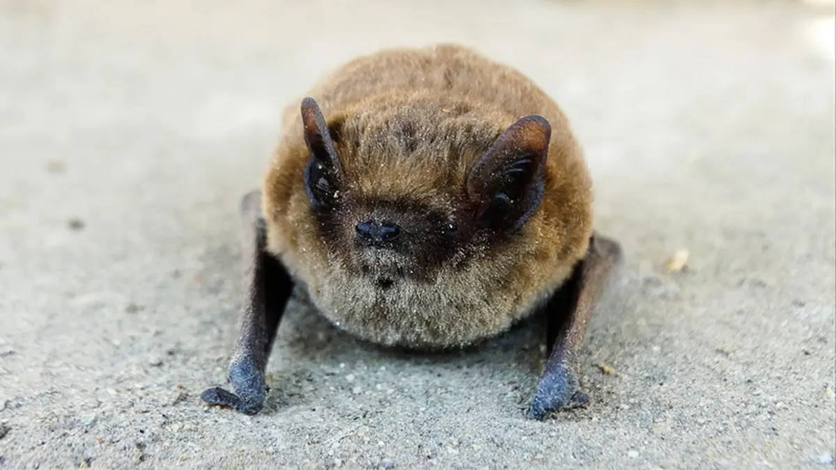 Rencontre avec les chauves-souris de Meyrals