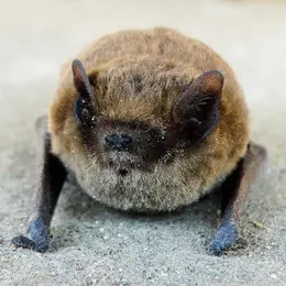 Rencontre avec les chauves-souris de Meyrals