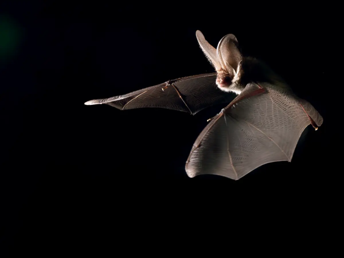 Rencontre avec les chauves-souris du sanctuaire