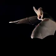 Rencontre avec les chauves-souris du sanctuaire