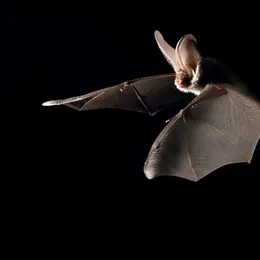 Rencontre avec les chauves-souris du sanctuaire