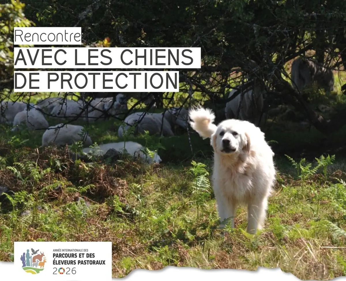 Rencontre avec les chiens de protection