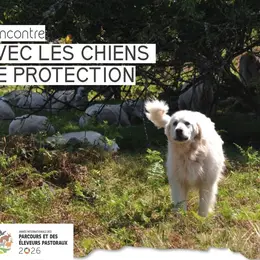 Rencontre avec les chiens de protection
