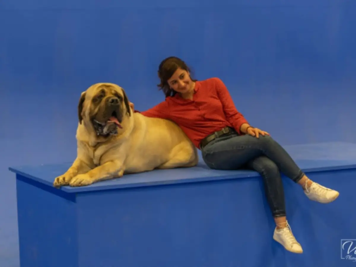 Rencontre avec les chiens stars du cinéma proche d'Orléans