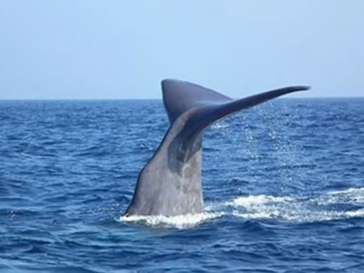 Rencontre avec les Dauphins & Baleines en bateau à Bandol (83)