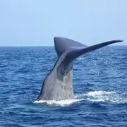 Rencontre avec les Dauphins & Baleines en bateau à Bandol (83)