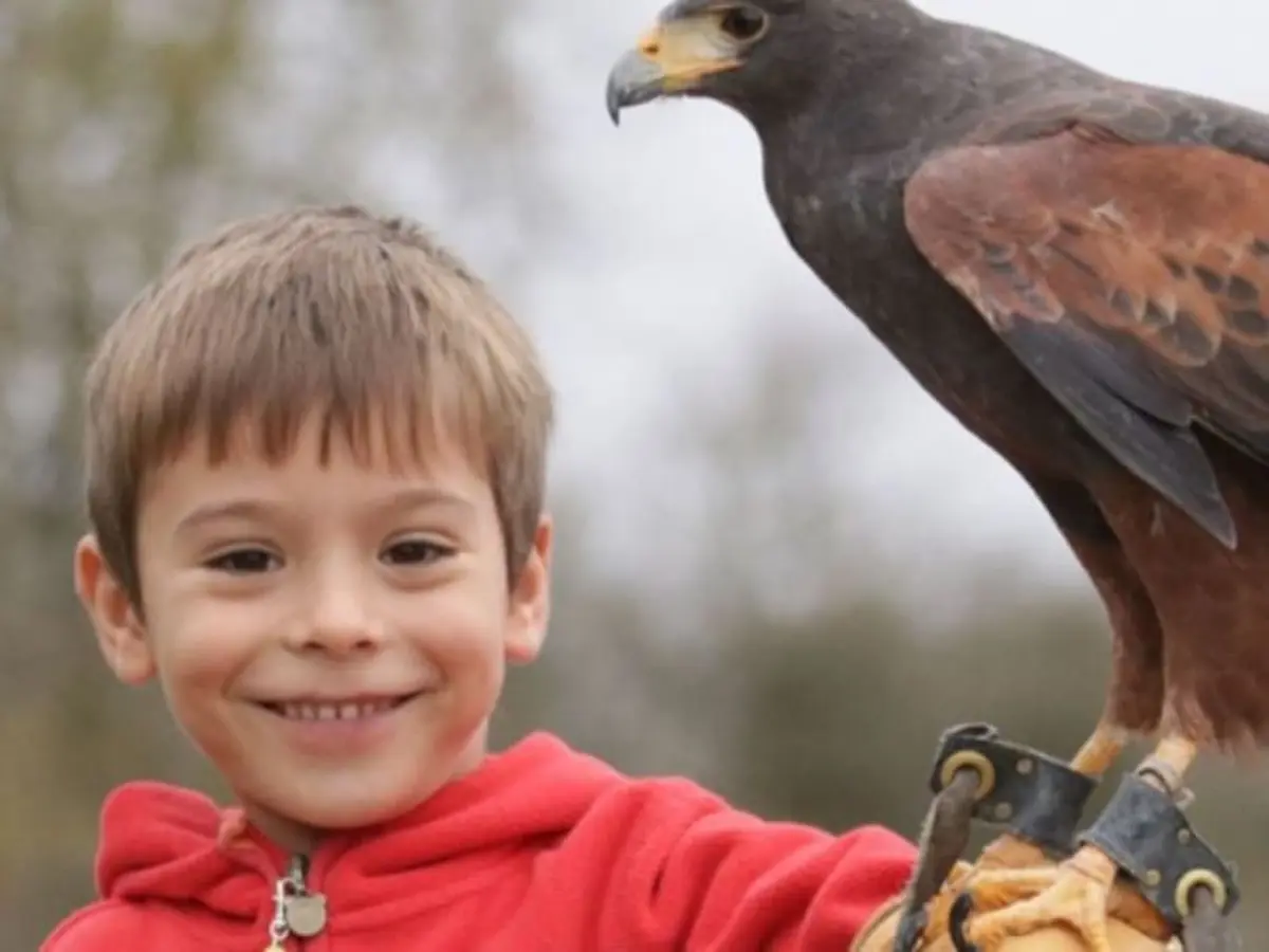 Rencontre avec les oiseaux stars de cin&eacute;ma proche d'Orl&eacute;ans