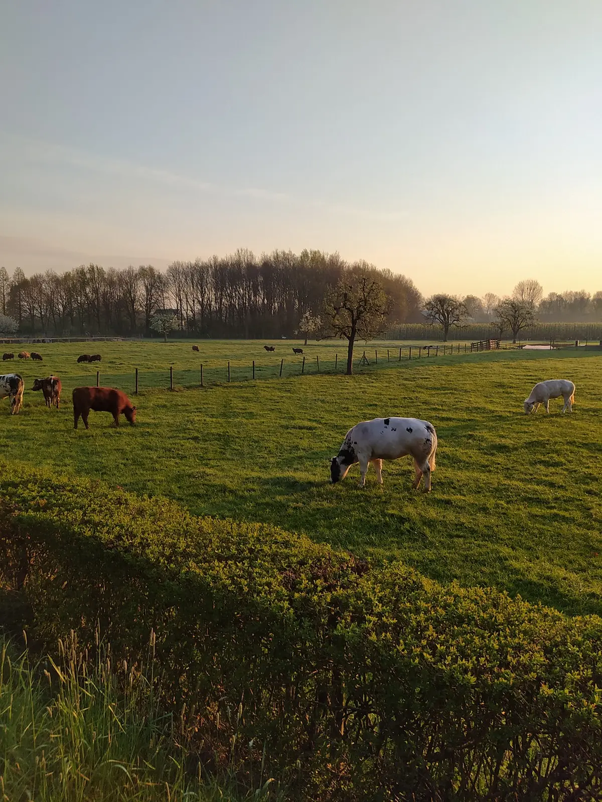 Rencontre avec un agriculteur et ses vaches
