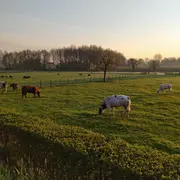 Rencontre avec un agriculteur et ses vaches