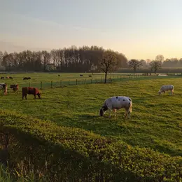 Rencontre avec un agriculteur et ses vaches