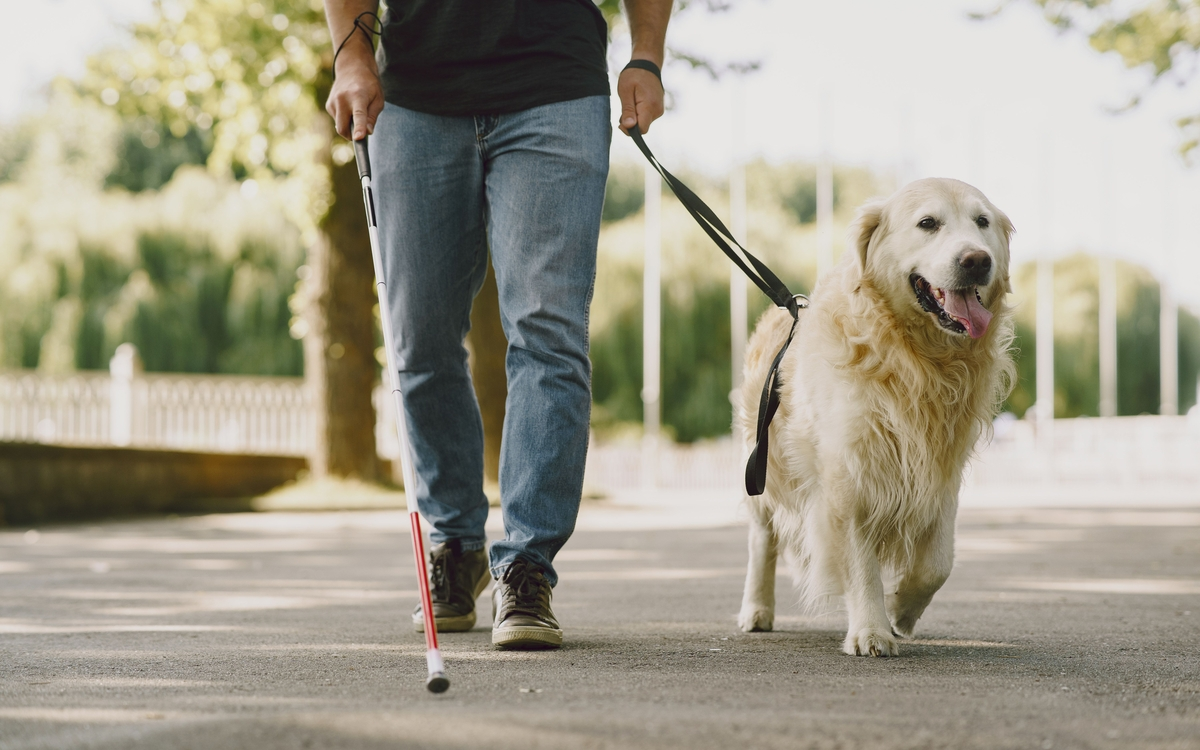 Rencontre avec un chien-guide