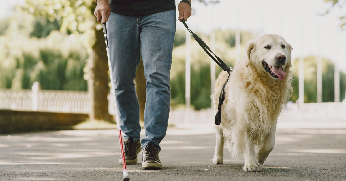 Rencontre avec un chien-guide