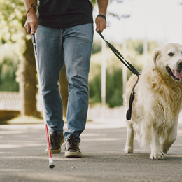 Rencontre avec un chien-guide