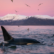 Rencontre avec un photographe animalier : Jonathan Doval