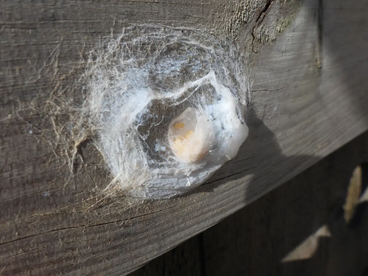 Rencontre biodiversité Les créatures d’Izadia
