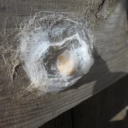 Rencontre biodiversité Les créatures d’Izadia