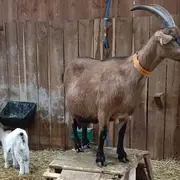 Rencontre caprine à la Ferme des Délices à Queaux