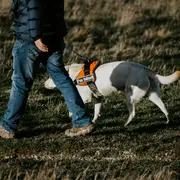 Rencontre Chiens guides d'aveugles du Grand Sud Ouest