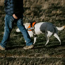 Rencontre Chiens guides d'aveugles du Grand Sud Ouest