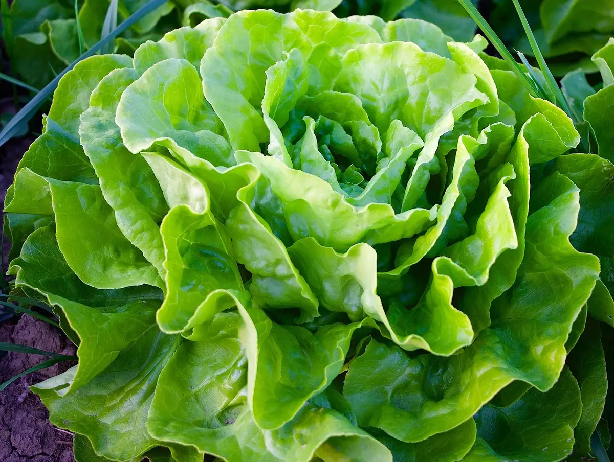Rencontre culturelle d'arts plastiques : C'est pas (que) des salades par la Cie Les Philosophes barbares