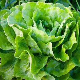Rencontre culturelle d'arts plastiques : C'est pas (que) des salades par la Cie Les Philosophes barbares