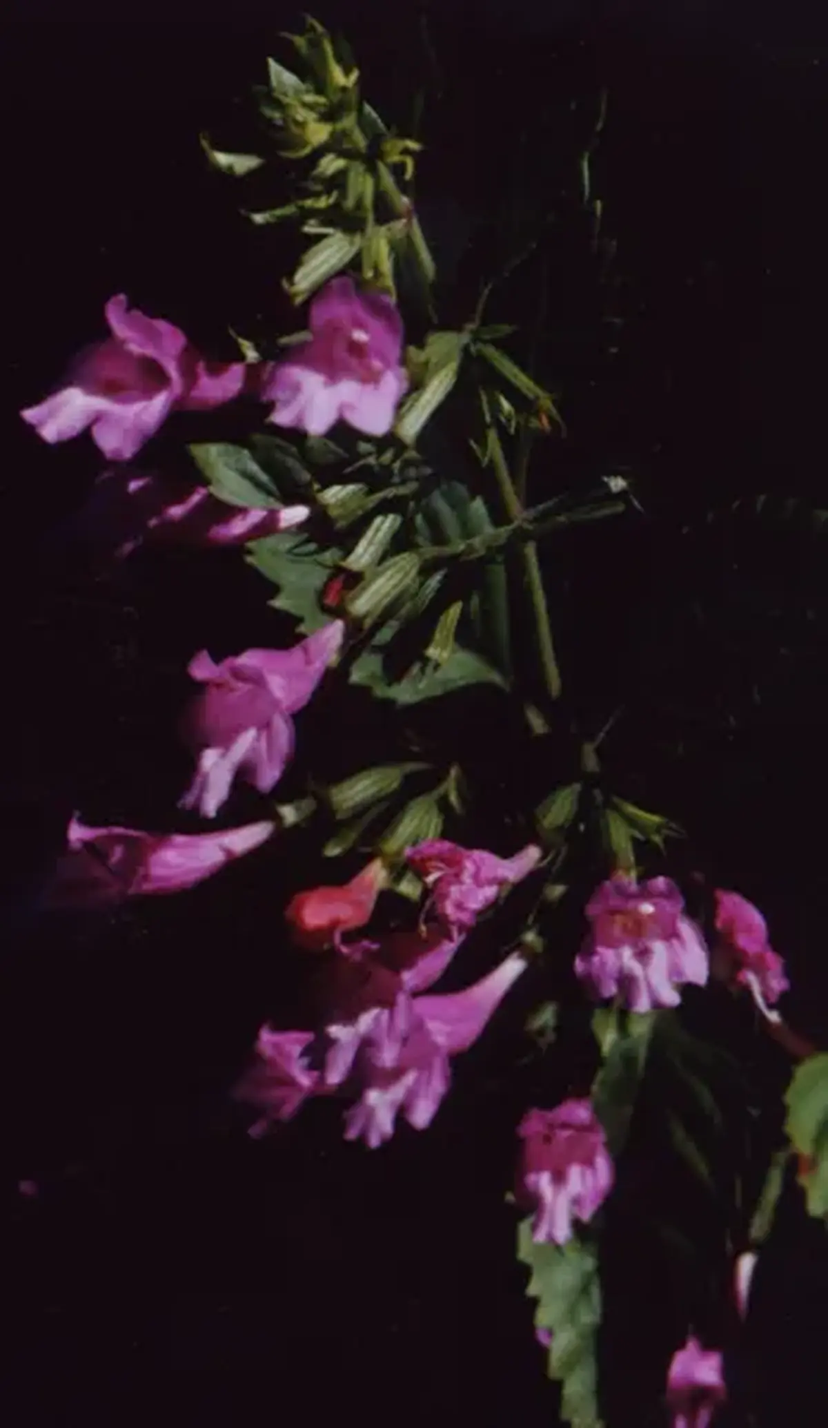 Rencontre : Découvrir la biodiversité de la Grande Prairie d'Aubrac