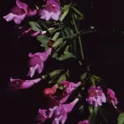 Rencontre : Découvrir la biodiversité de la Grande Prairie d'Aubrac