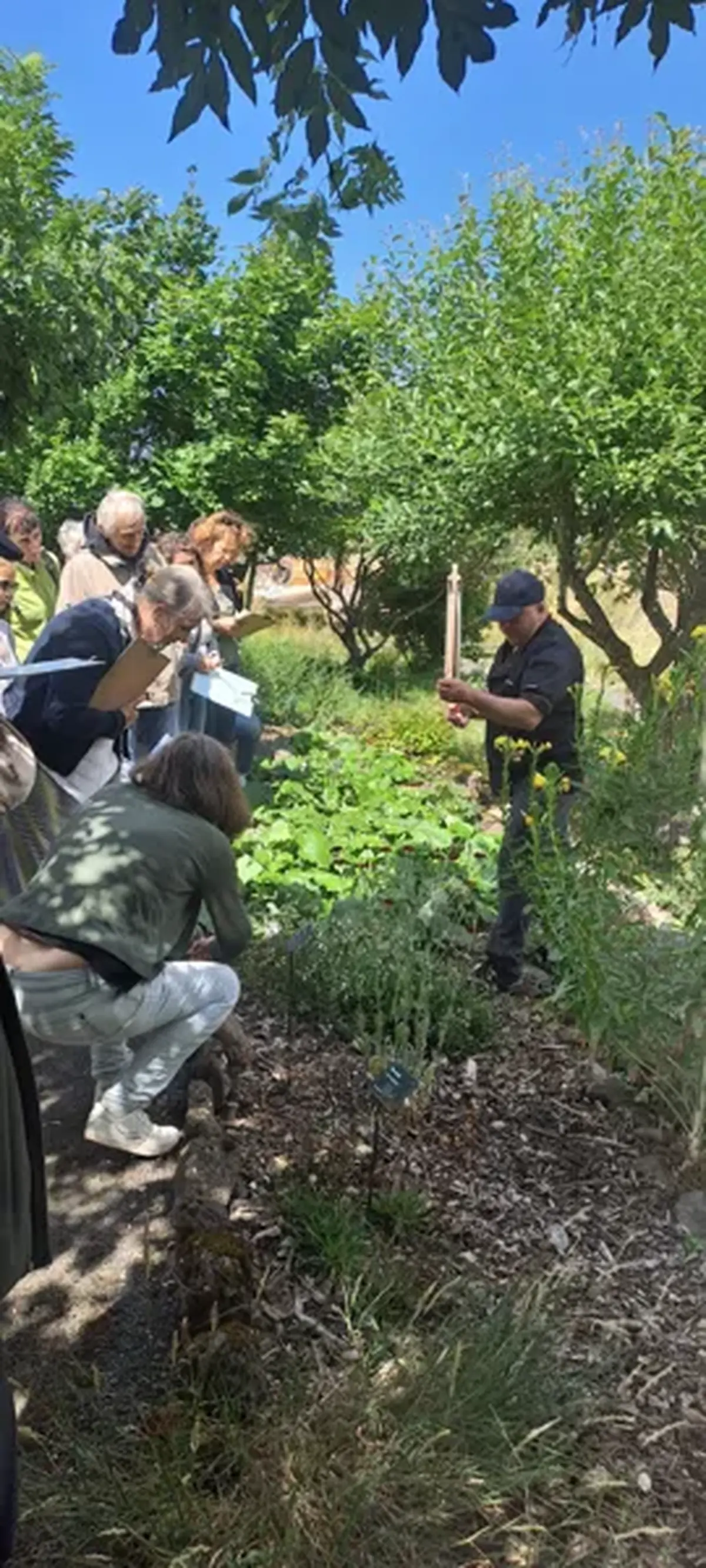 Rencontre : distillation de la menthe a longues feuilles à Aubrac