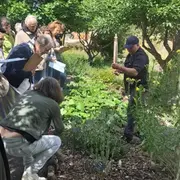 Rencontre : distillation de la menthe a longues feuilles à Aubrac