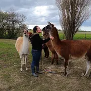 Rencontre et activités avec les lamas et alpagas