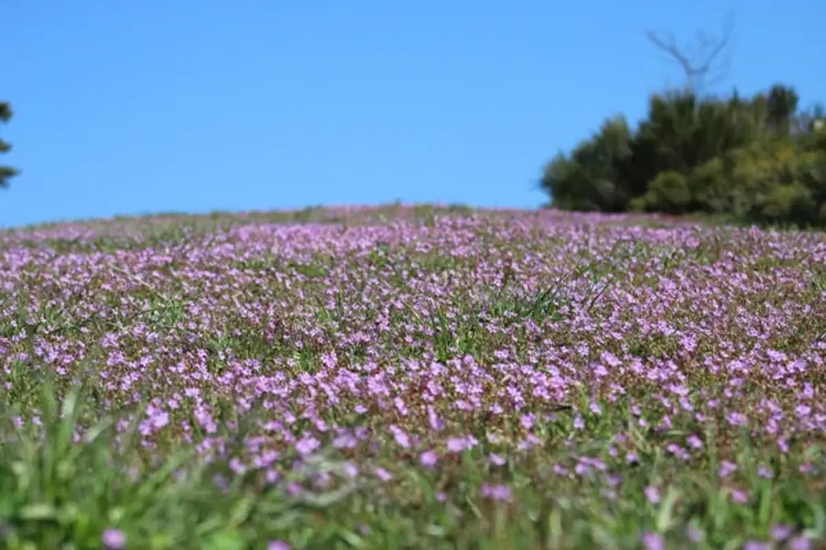 Rencontre : le réchauffement climatique : quelle agriculture pour demain ?