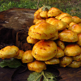 Rencontre - Les champignons : qu'ont-ils à nous apprendre ?