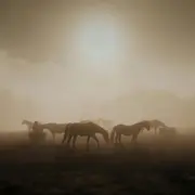 Rencontre matinale avec les chevaux