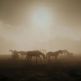 Rencontre matinale avec les chevaux