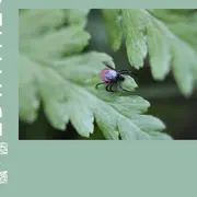 Rencontre : Prévention des piqûres de tiques