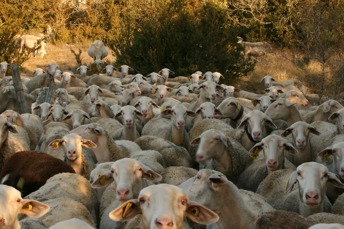 Rencontres Du Pastoralisme - Visite De Ferme