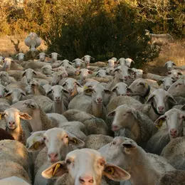 Rencontres Du Pastoralisme - Visite De Ferme