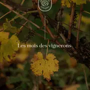 Rencontres vigneronnes