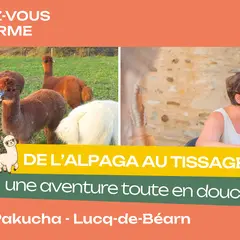Rendez-vous à la ferme : De l'alpaga au tissage