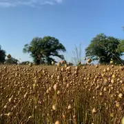 Rendez-vous à la ferme : Lin des Pyrénées
