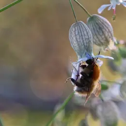 Rendez-vous au jardin : Verger de Sauvegarde