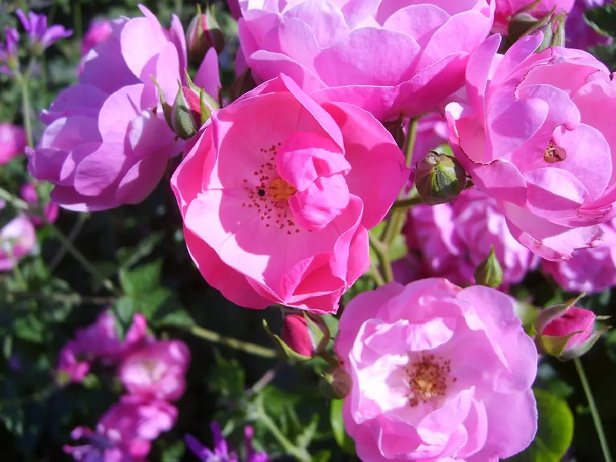 Rendez-vous aux jardins au Jardin de Mireille